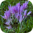 Foto de perfil con crocus morados