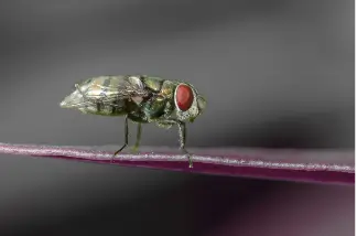 insect img